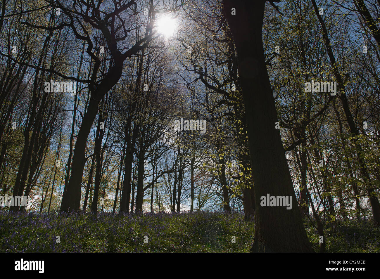 Bluebells faggio e quercia bosco di betulle a Sunshine, molla raggi di sole rompere attraverso il legno sul suolo della foresta Foto Stock
