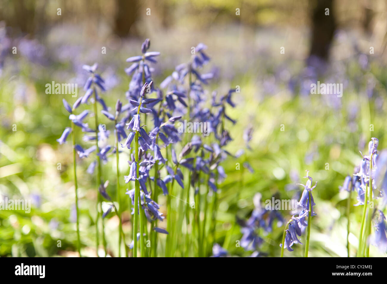 Bluebells faggio e quercia bosco di betulle a Sunshine, molla raggi di sole rompere attraverso il legno sul suolo della foresta Foto Stock