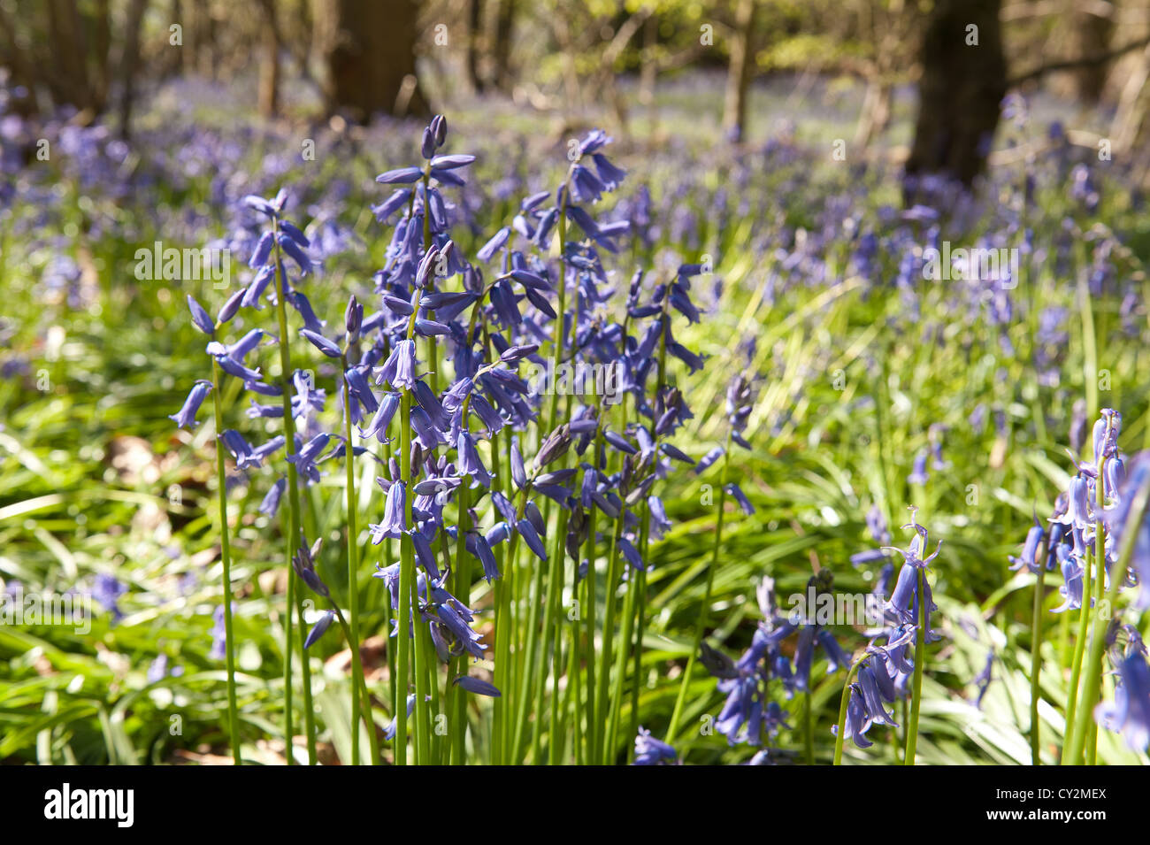 Bluebells faggio e quercia bosco di betulle a Sunshine, molla raggi di sole rompere attraverso il legno sul suolo della foresta Foto Stock