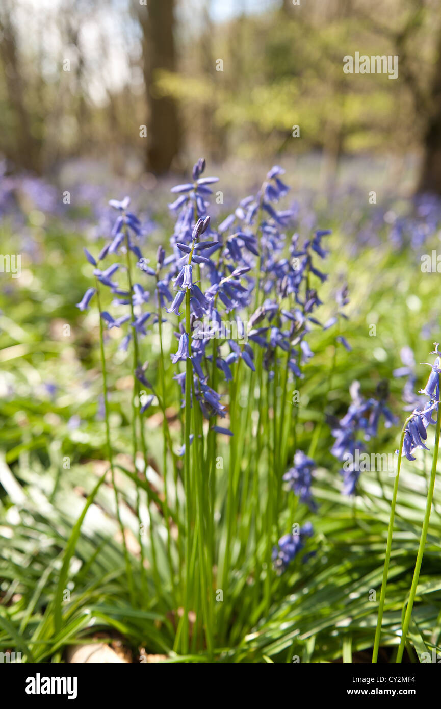 Bluebells faggio e quercia bosco di betulle a Sunshine, molla raggi di sole rompere attraverso il legno sul suolo della foresta Foto Stock