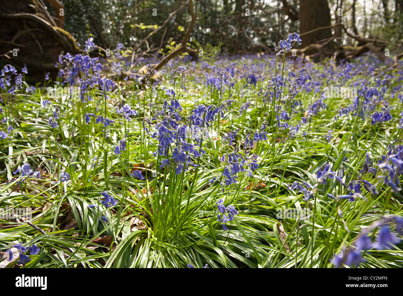 Bluebells faggio e quercia bosco di betulle a Sunshine, molla raggi di sole rompere attraverso il legno sul suolo della foresta Foto Stock