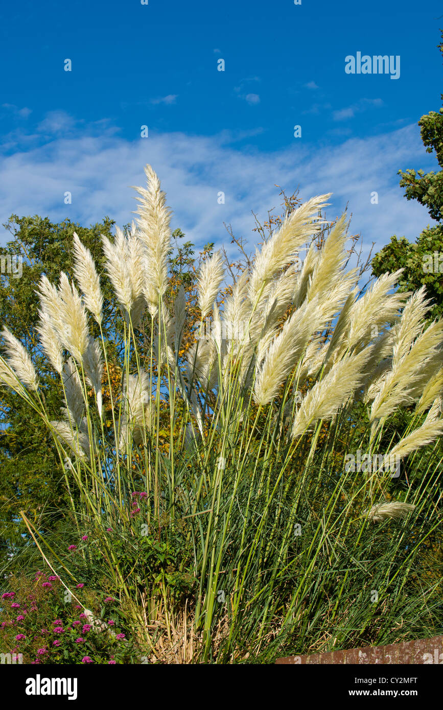 Pampa erba o Cortaderia, Foto Stock