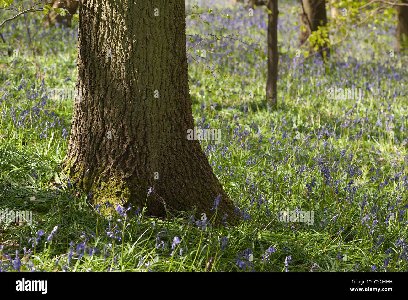 Bluebells faggio e quercia bosco di betulle a Sunshine, molla raggi di sole rompere attraverso il legno sul suolo della foresta Foto Stock