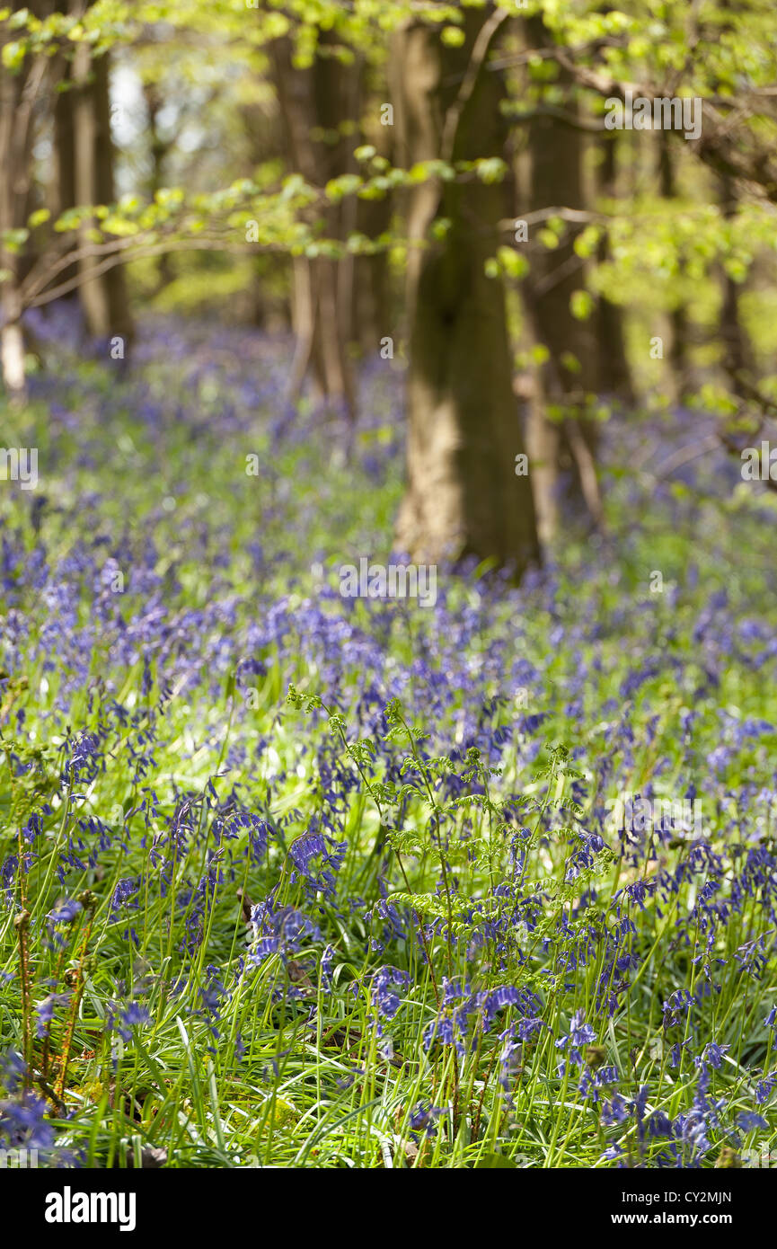 Bluebells faggio e quercia bosco di betulle a Sunshine, molla raggi di sole rompere attraverso il legno sul suolo della foresta Foto Stock