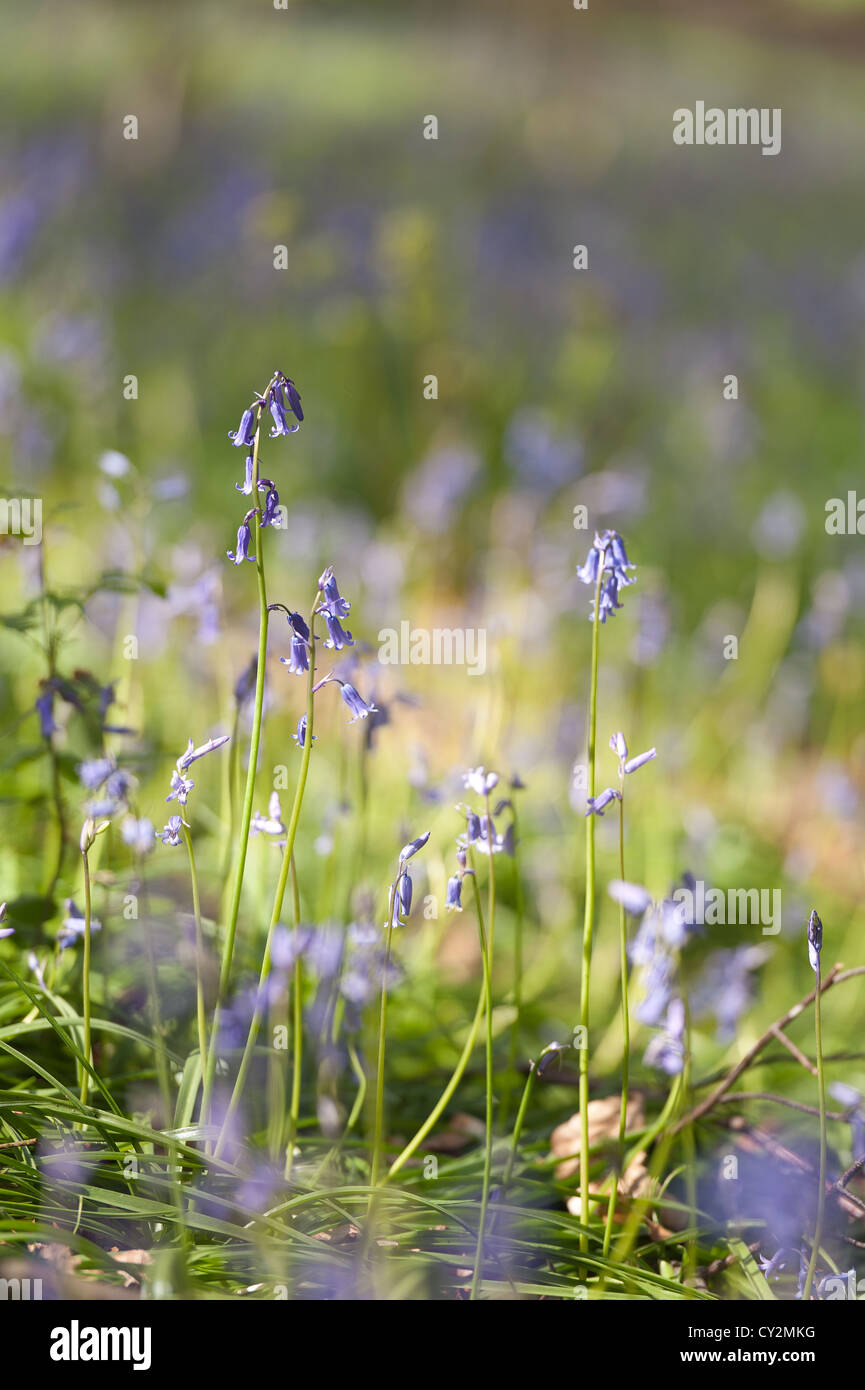 Bluebells faggio e quercia bosco di betulle a Sunshine, molla raggi di sole rompere attraverso il legno sul suolo della foresta Foto Stock