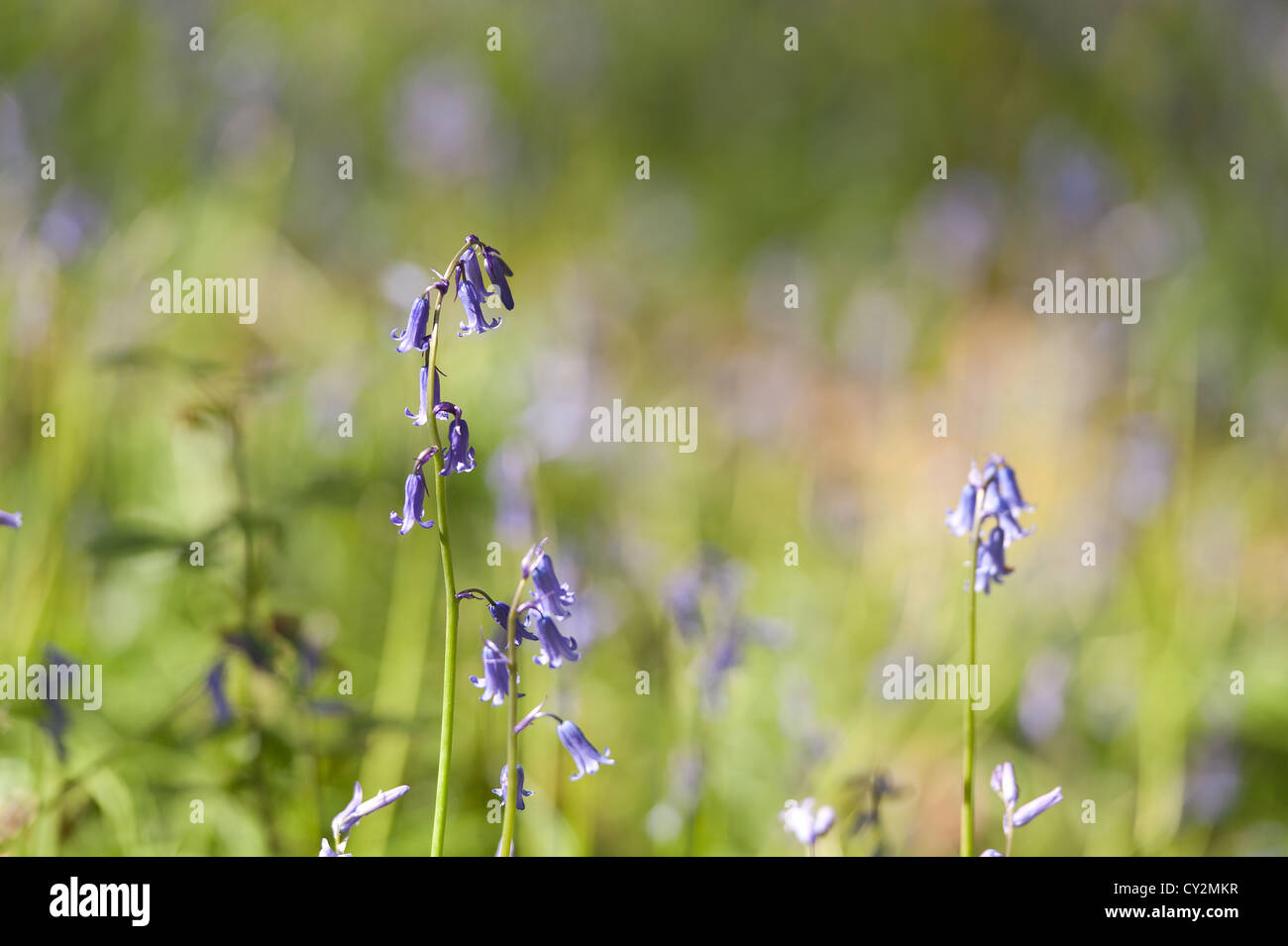 Bluebells faggio e quercia bosco di betulle a Sunshine, molla raggi di sole rompere attraverso il legno sul suolo della foresta Foto Stock