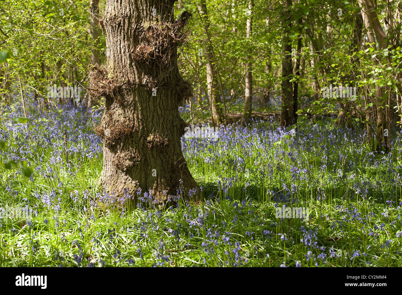 Bluebells faggio e quercia bosco di betulle a Sunshine, molla raggi di sole rompere attraverso il legno sul suolo della foresta Foto Stock