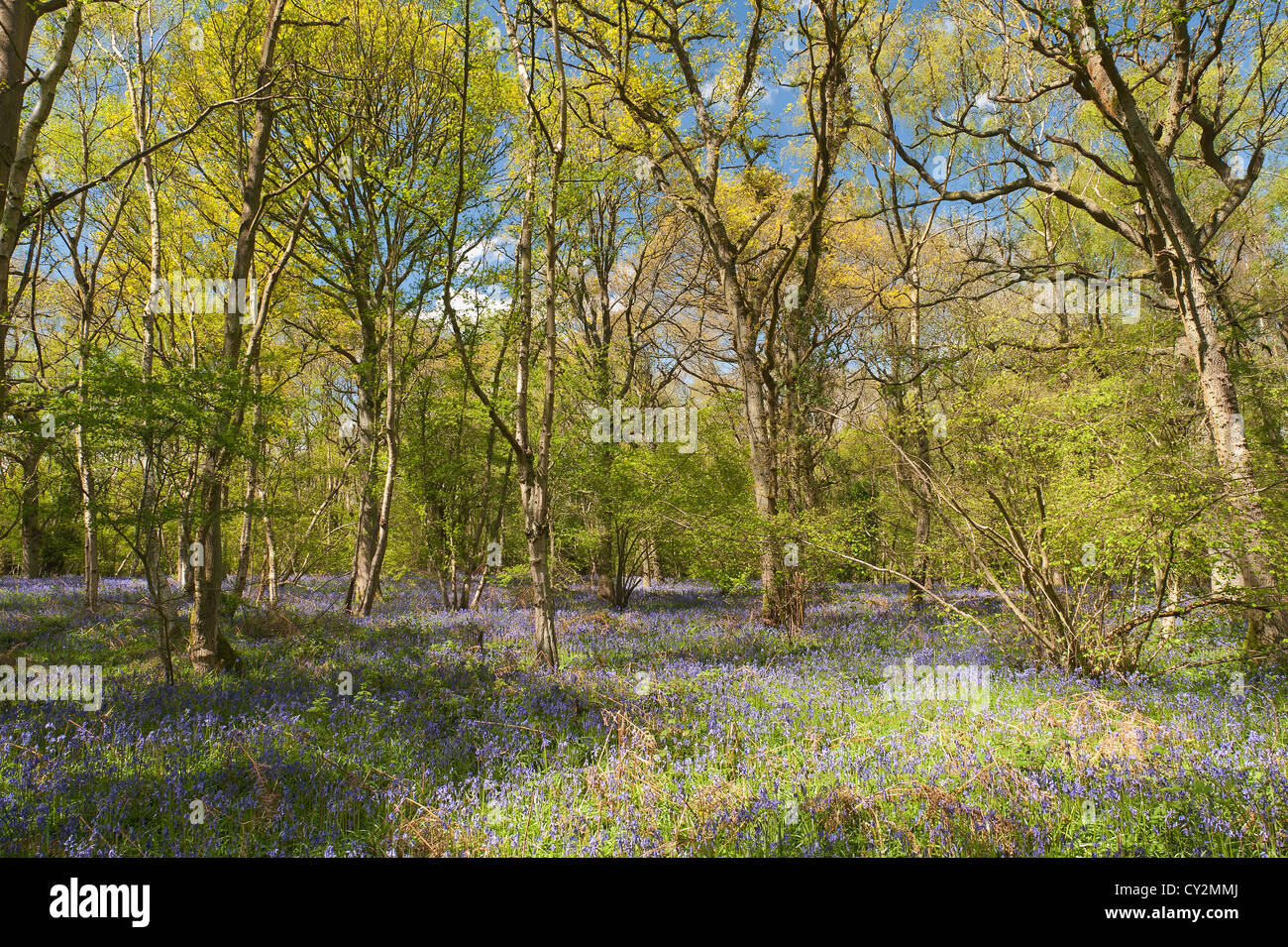 Bluebells faggio e quercia bosco di betulle a Sunshine, molla raggi di sole rompere attraverso il legno sul suolo della foresta Foto Stock