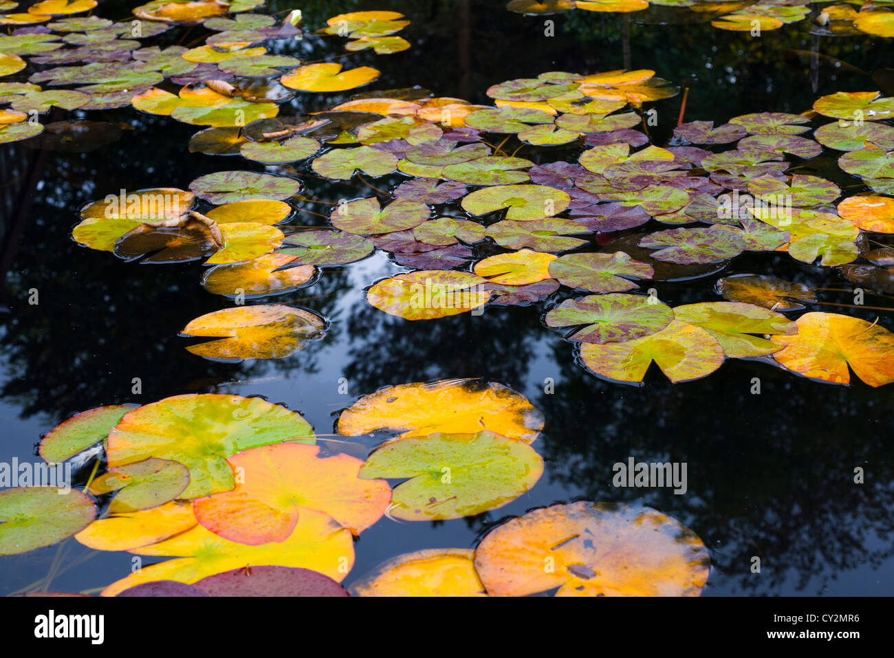 Giardino ninfee , lascia girando in autunno Foto Stock