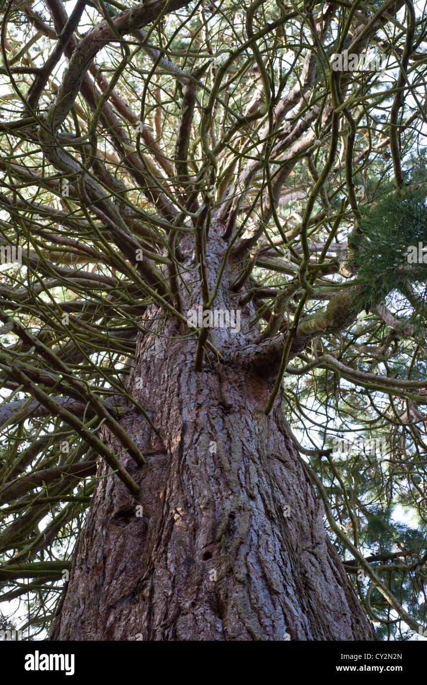 Sequoia gigante, Sequoiadendron giganteum, vista guardando attraverso i rami, Inghilterra, Ottobre Foto Stock