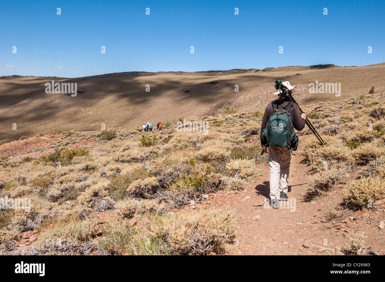 Drammatica vista dell'antica Bristlecone Pine Forest. Foto Stock