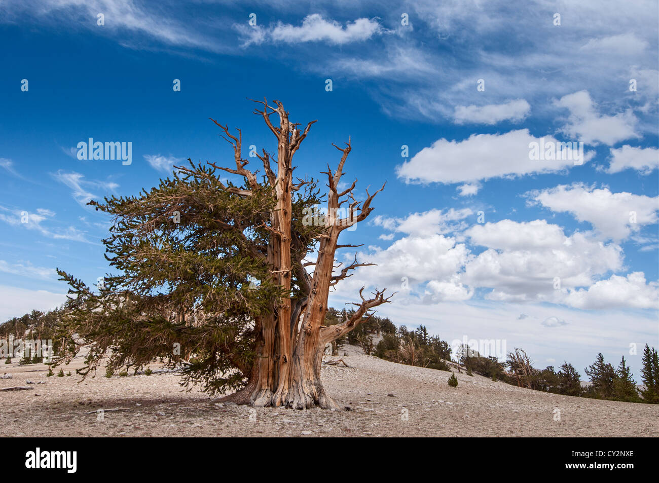 Drammatica vista dell'antica Bristlecone Pine Forest. Foto Stock