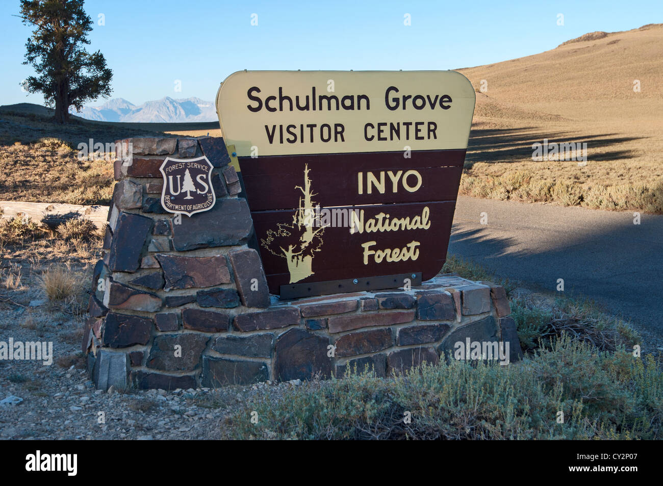 Drammatica vista dell'antica Bristlecone Pine Forest. Foto Stock