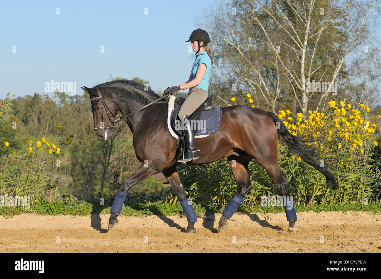 Dressage pilota sul dorso di un cavallo Hanoverian trotto Foto Stock