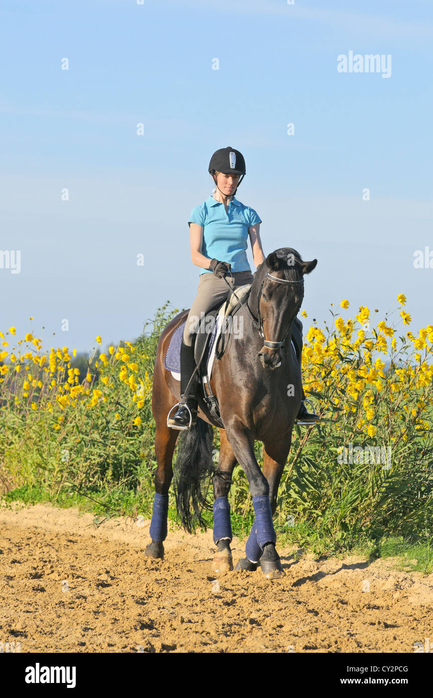 Dressage pilota sul dorso di un cavallo Hanoverian trotto Foto Stock