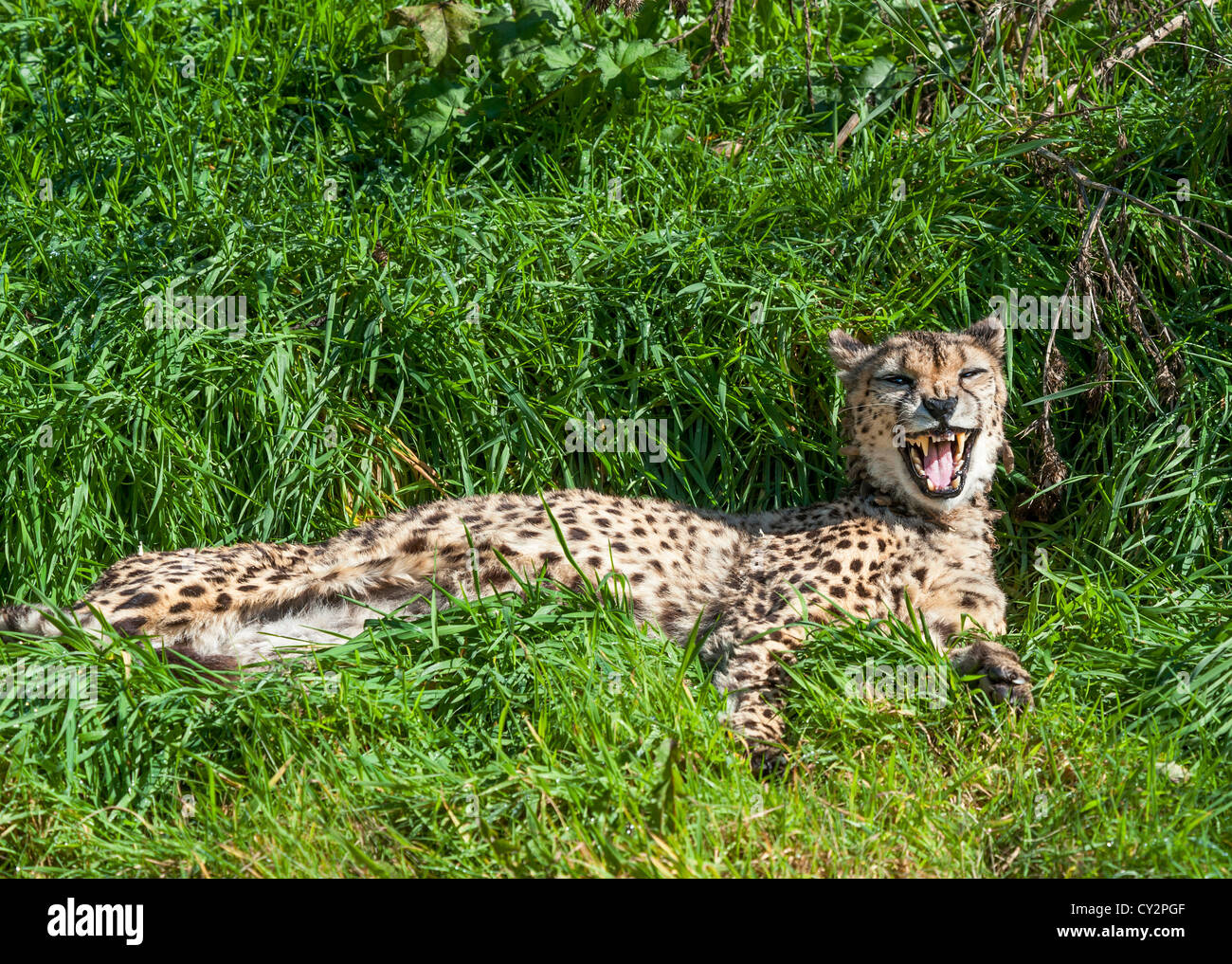Close up di un ghepardo meridionale in appoggio Foto Stock