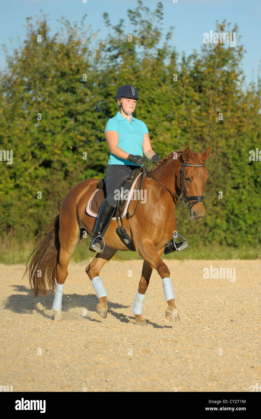 Dressage pilota sul dorso di un cavallo bavarese di equitazione trotto medio Foto Stock