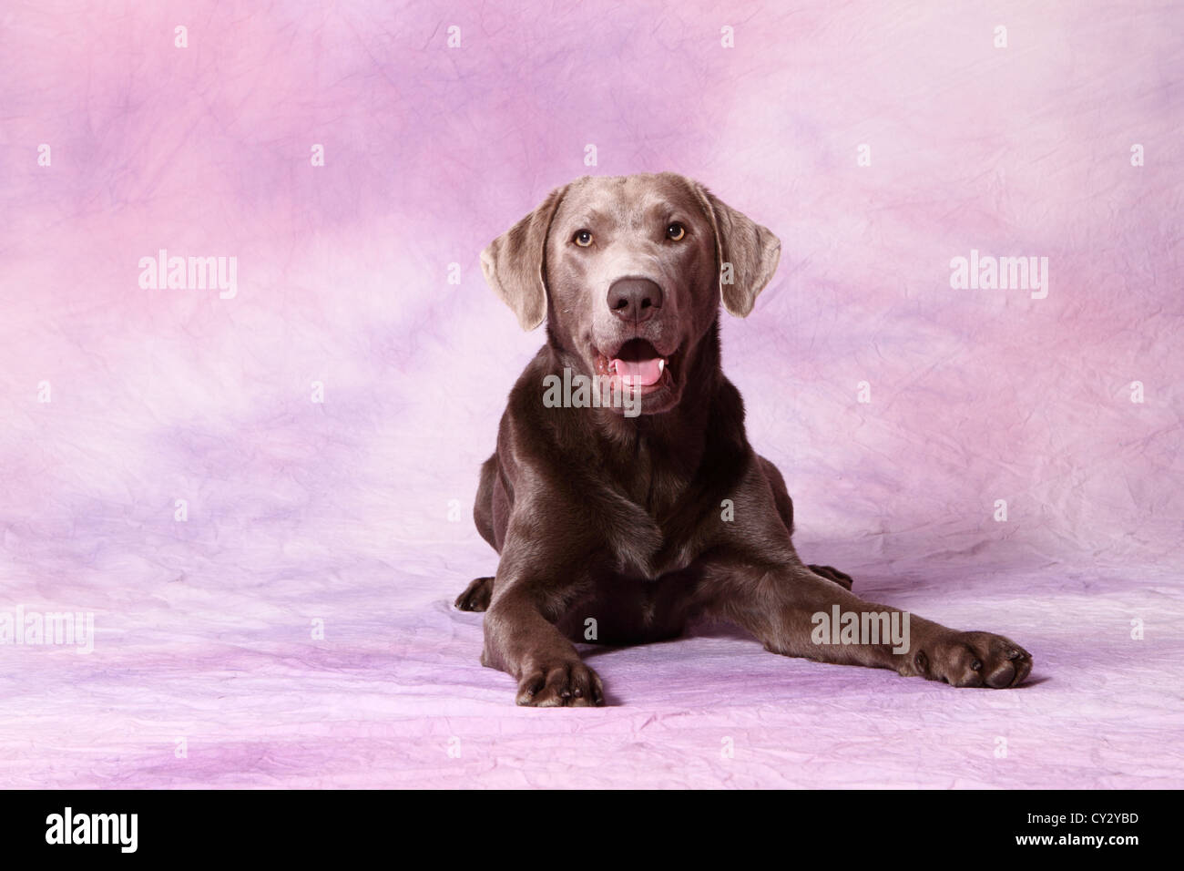 Argento Labrador Retriever Foto Stock