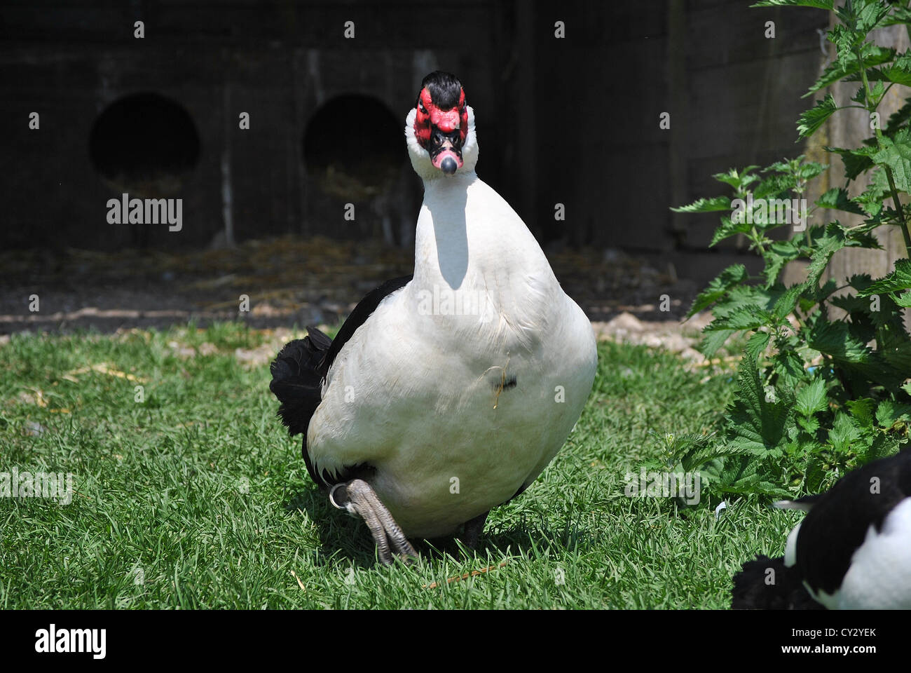 I mondi più costoso anatra muta drake Foto Stock