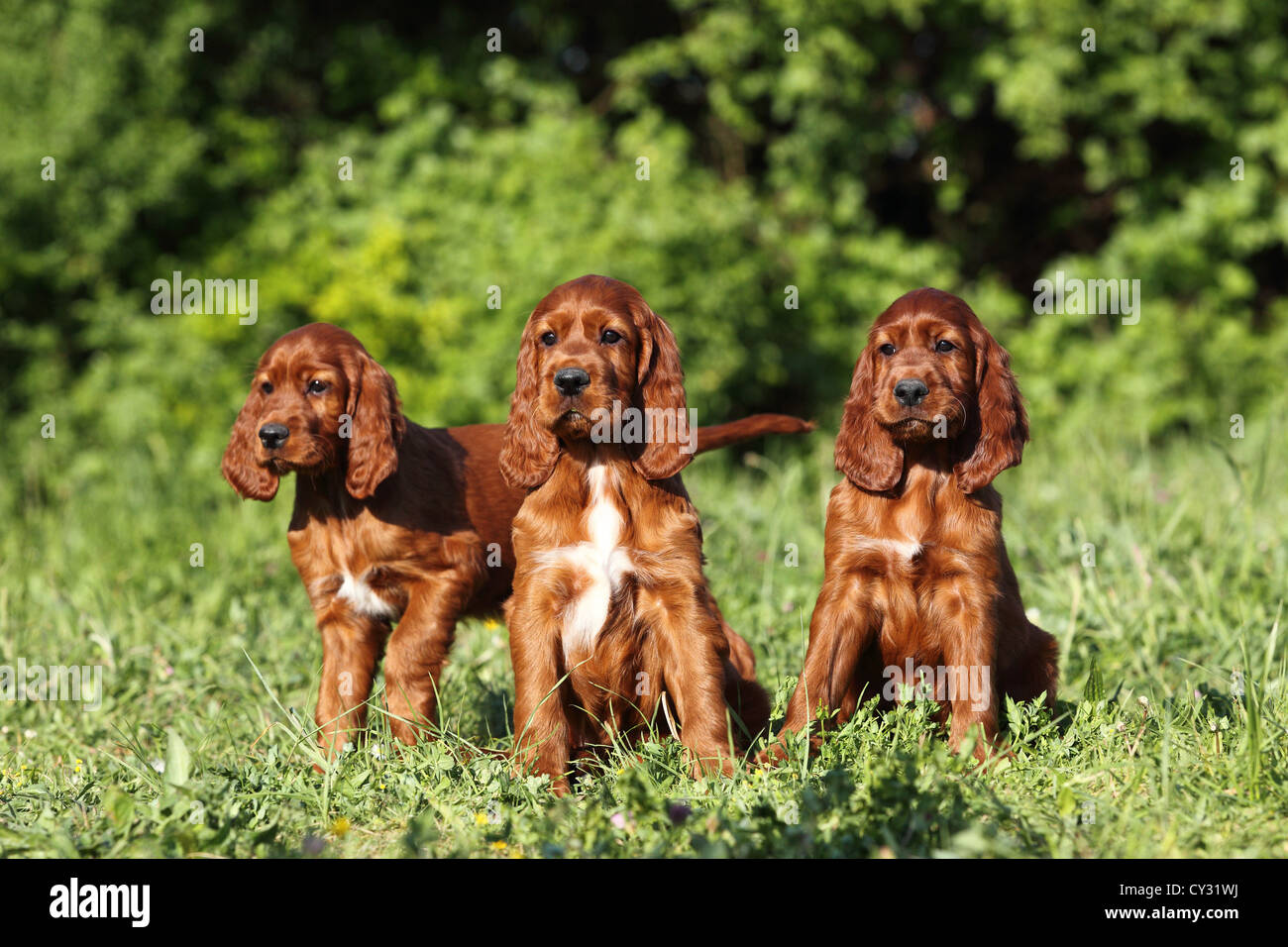 Setter Irlandese cucciolo Foto stock - Alamy
