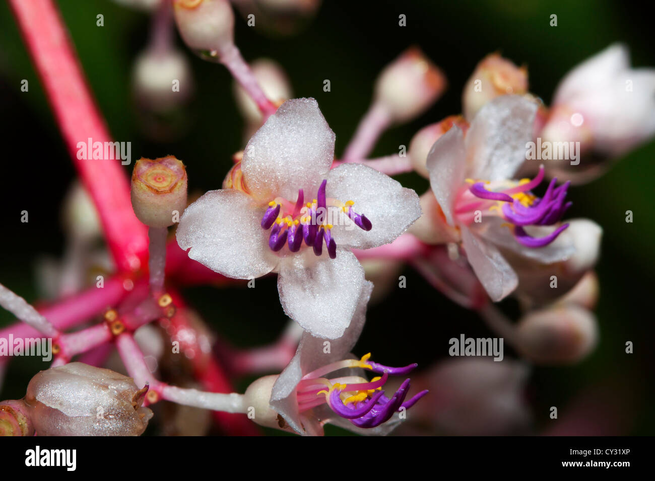 Lampadario Tree, Medinilla Cummingii Foto Stock