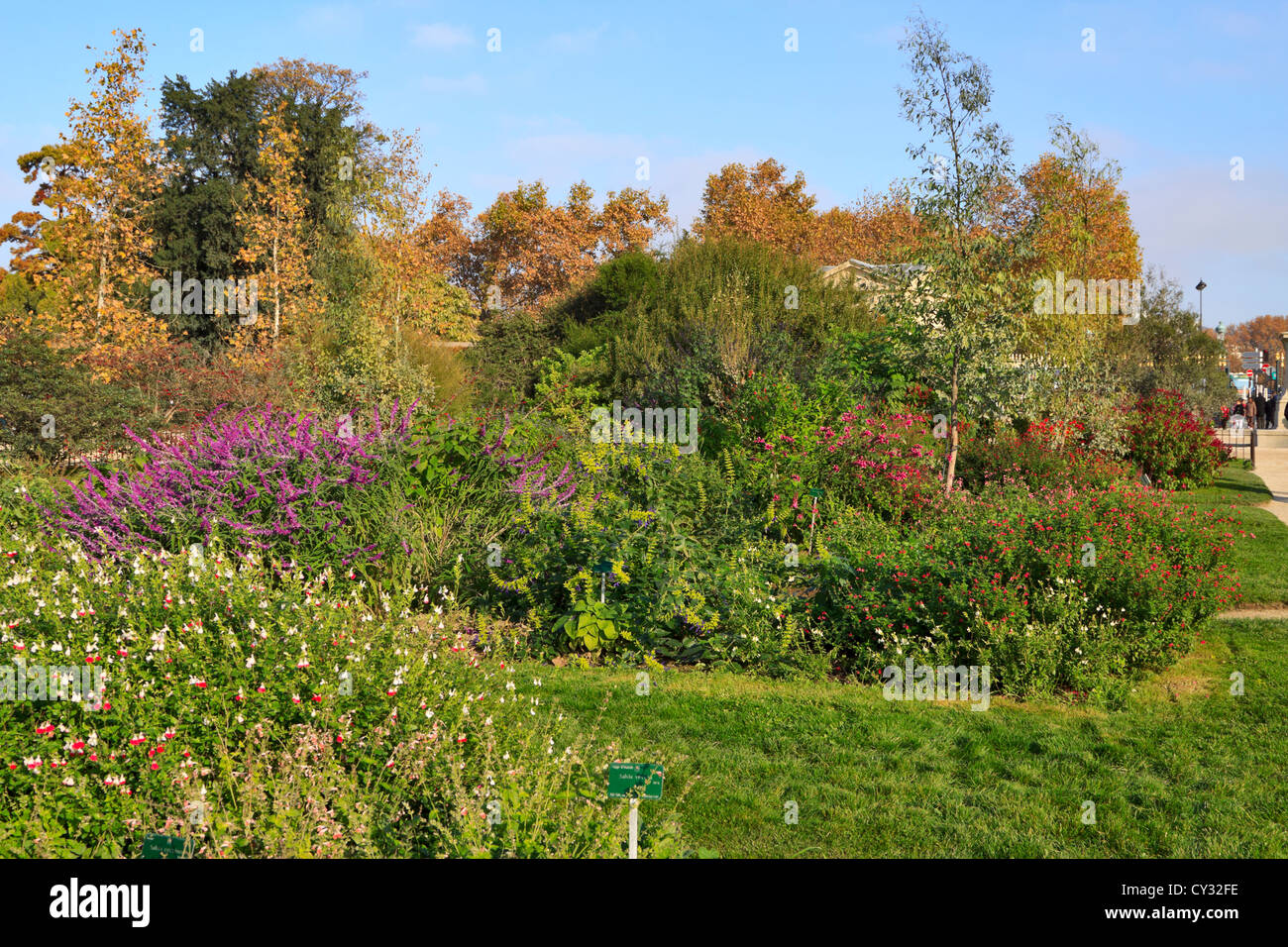 La Salvia al Jardin des Plantes, Parigi, in autunno Foto Stock