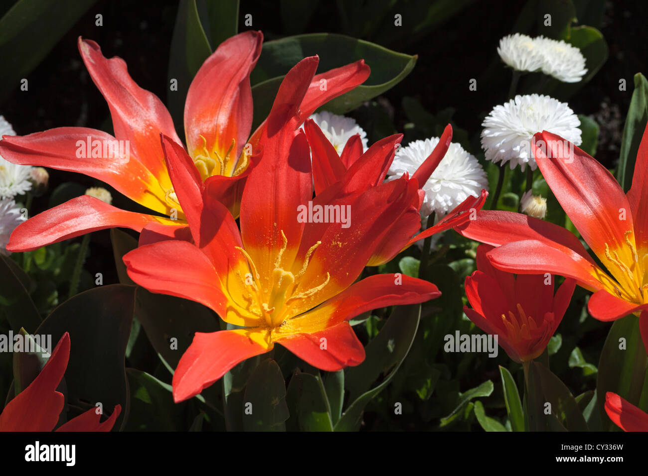 Rosso arancione tulipani e margherite bianco Foto Stock