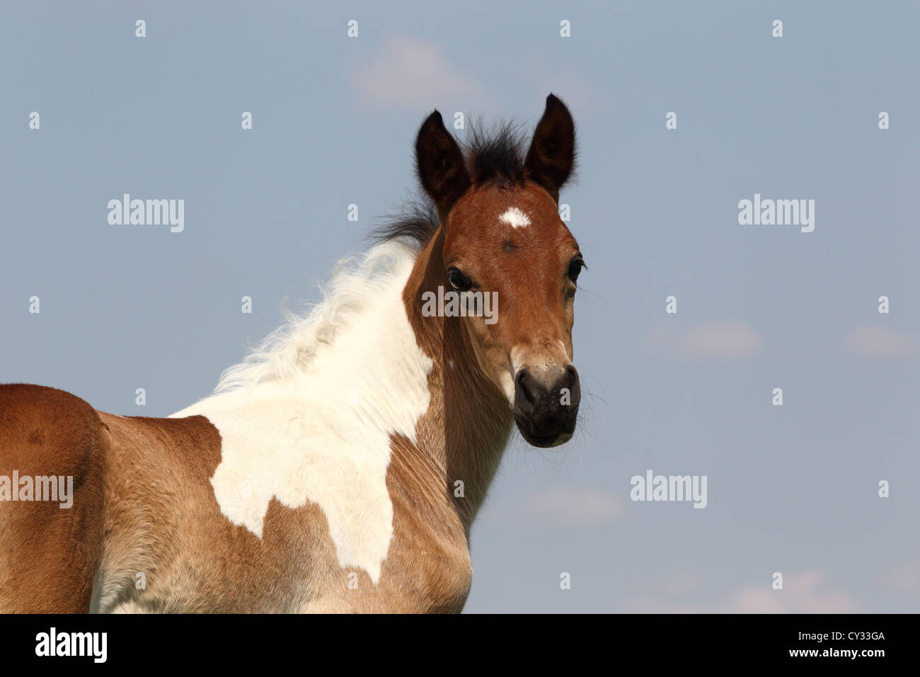 Pinto-Pleasure puledro Foto Stock