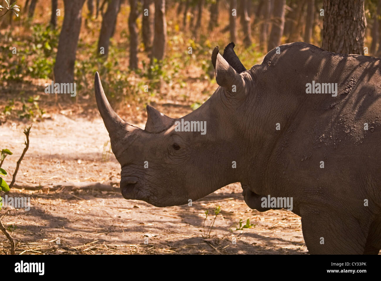 Rinoceronte bianco (Ceratotherium simum) Fathala Game Reserve Senegal Africa Foto Stock