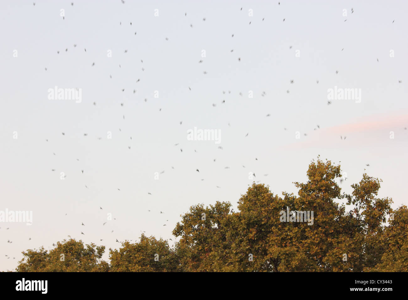 Sky con specie di uccelli in migrazione battenti e gli alberi in fondo, Roma, Roma, Italia, photoarkive Foto Stock