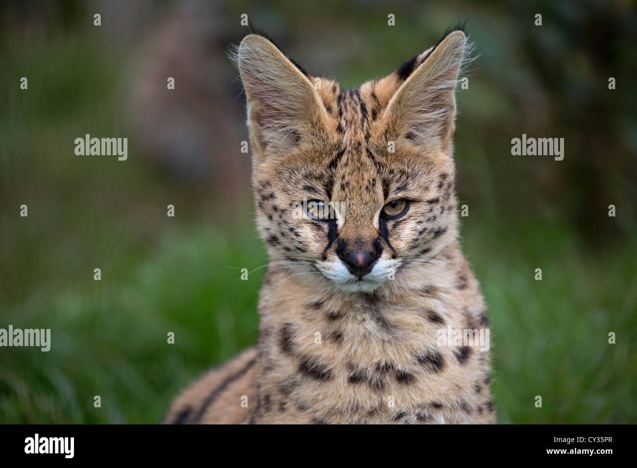 Serval cub 3 mesi di età Foto Stock