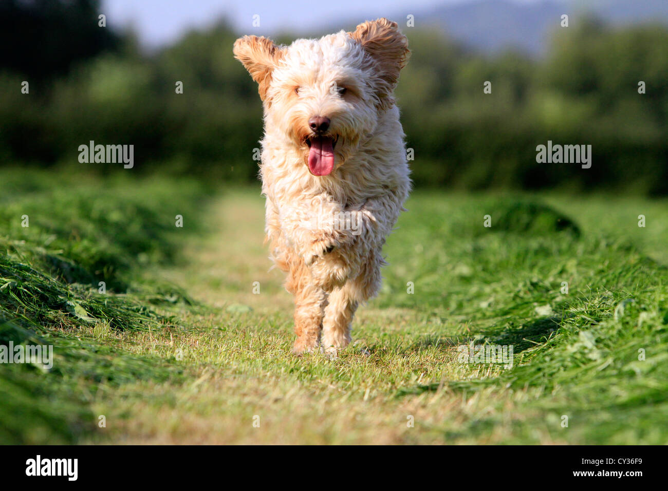 Esecuzione Cockapoo nel campo di erba tagliata Foto Stock