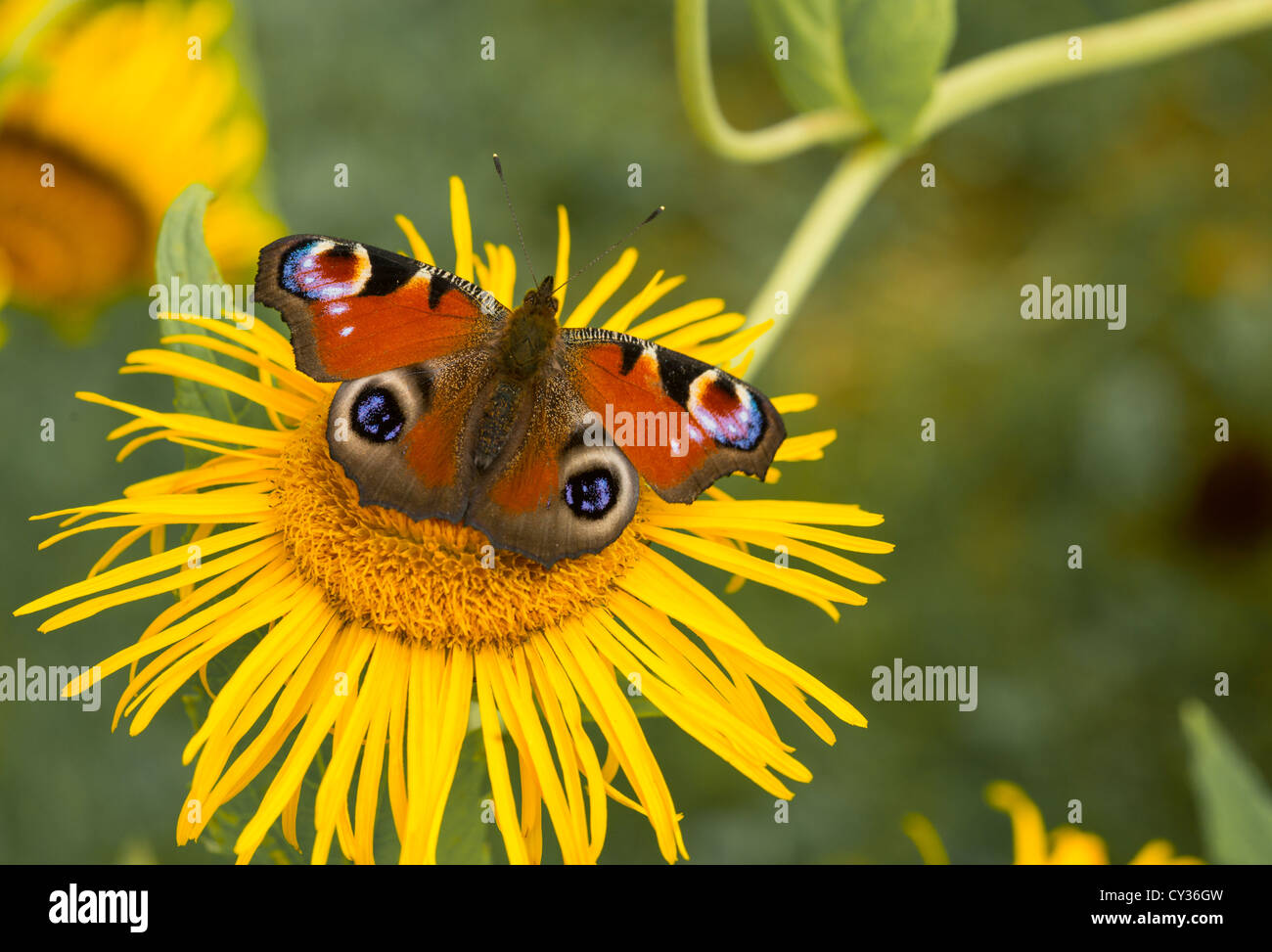 Unione farfalla pavone su un giallo aster Foto Stock