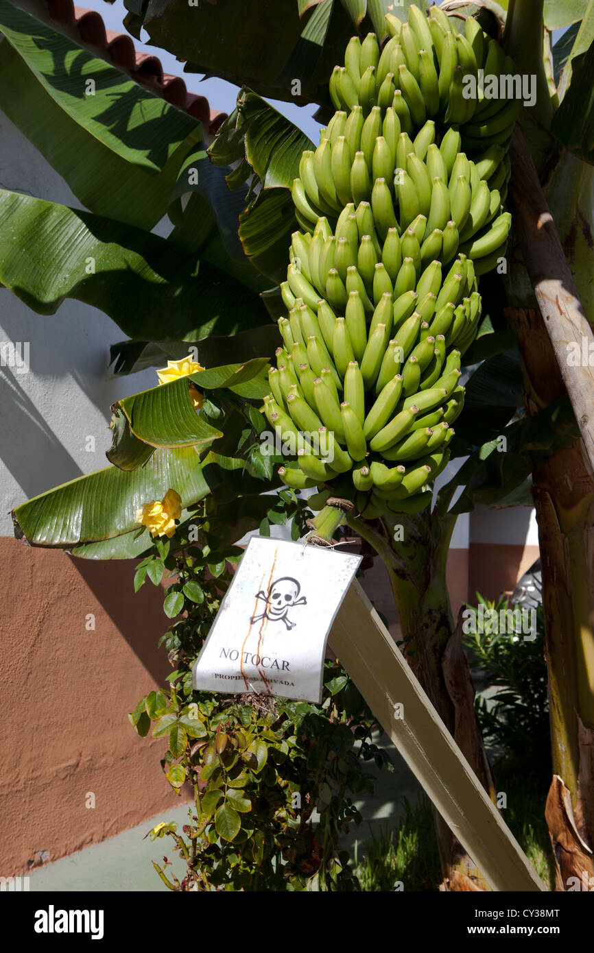 Vietata la raccolta delle banane. Foto Stock