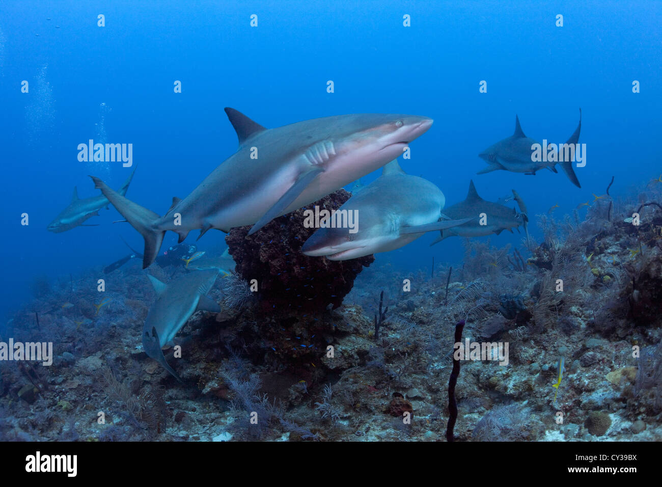 Caraibi squali di barriera Foto Stock