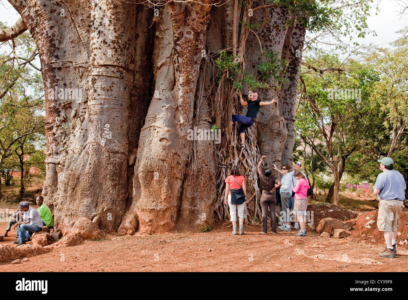 Turista che circonda un Africa; Baobab (Adansonia digitata Baines Baobab Nxai) in Tanzania;l Africa orientale Foto Stock