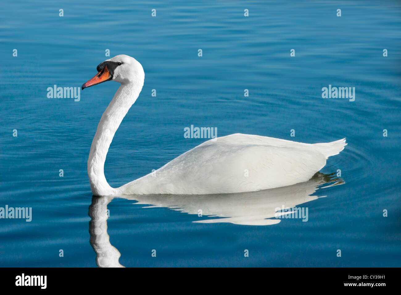 Cigno in un lago Foto Stock