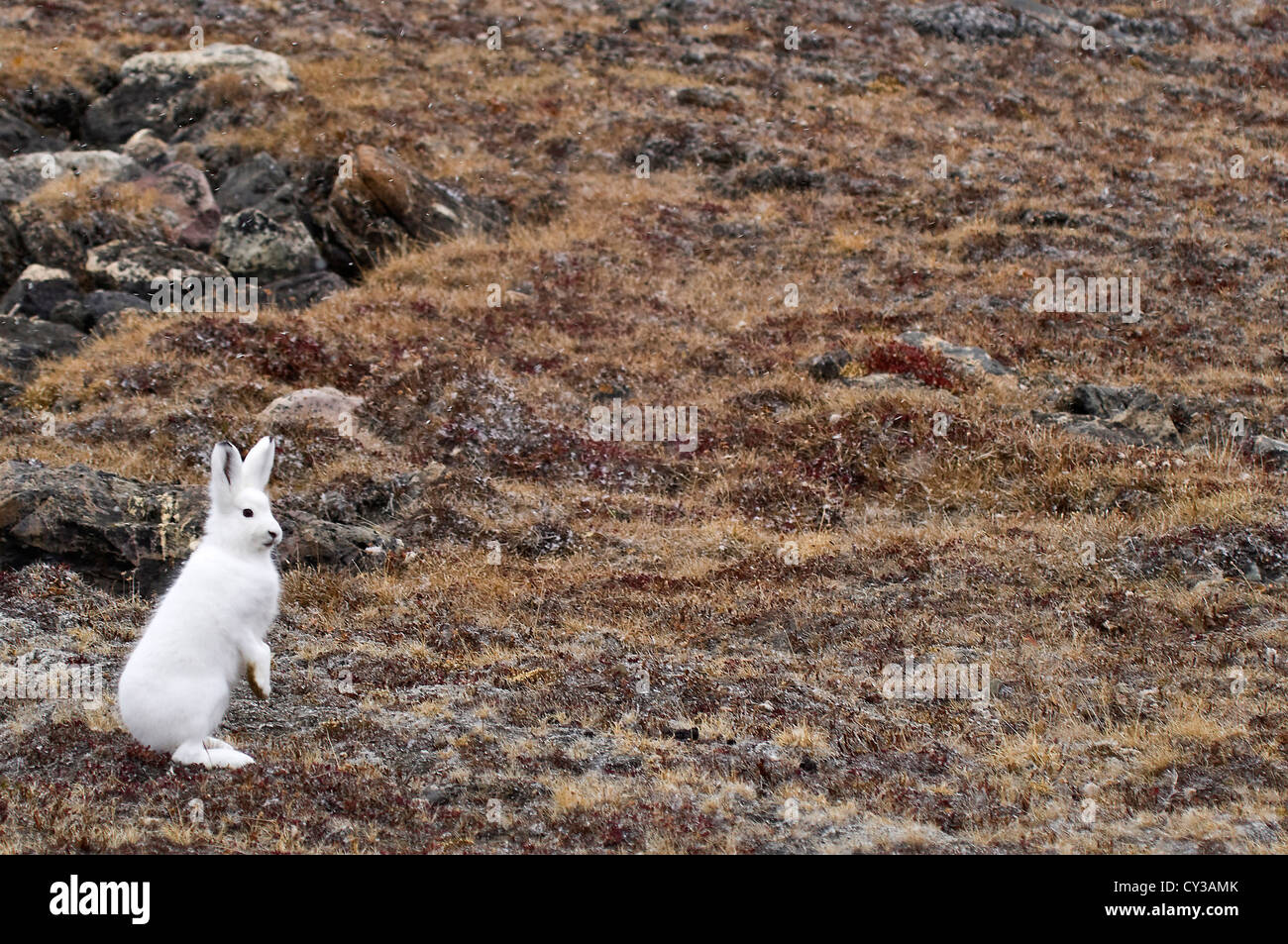 Arctic lepre (Lepus articus) Franz Joseph fiordo, a nord est della Groenlandia National Park, la Groenlandia Foto Stock