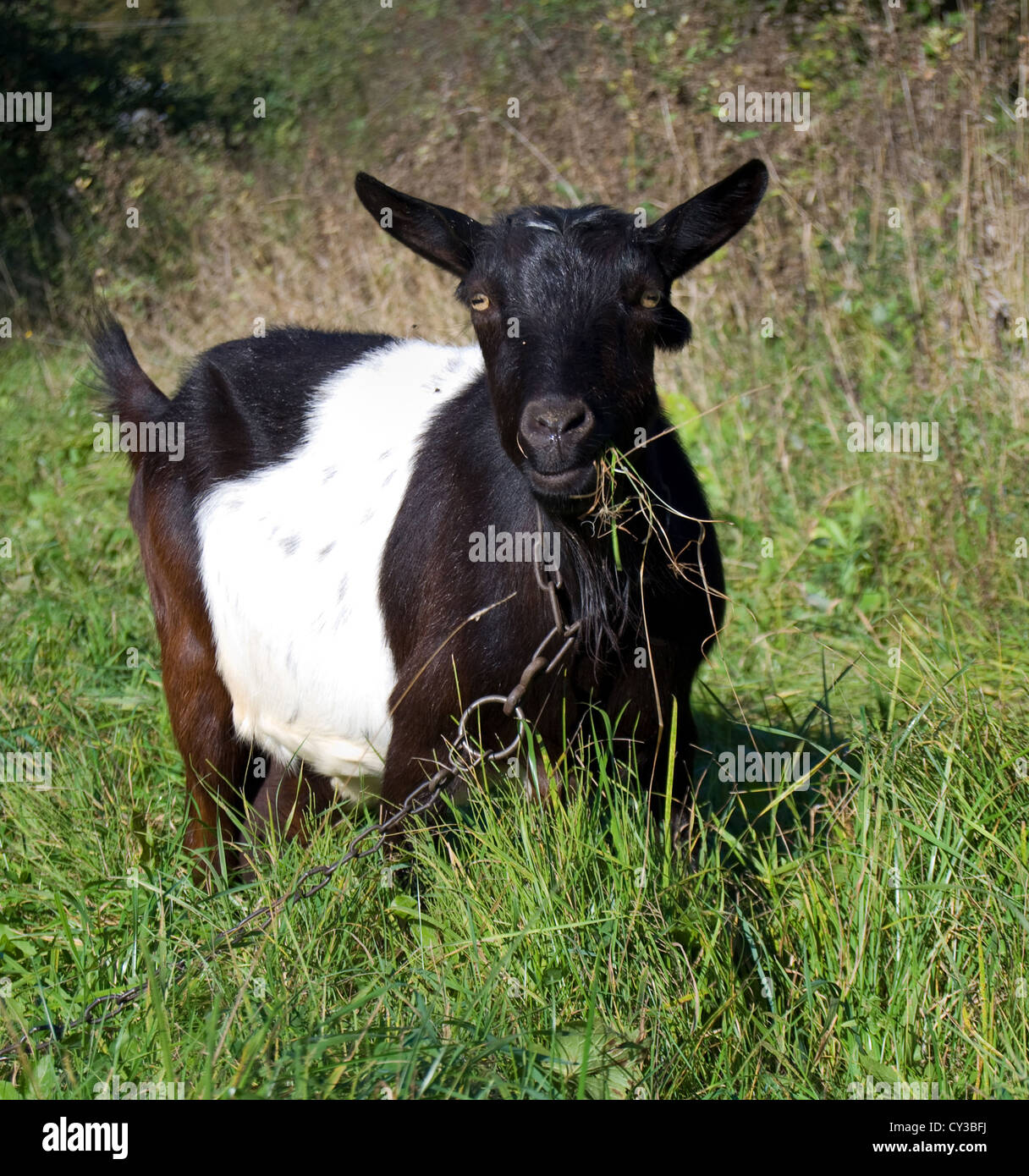 Capra pascolato su un prato Foto Stock