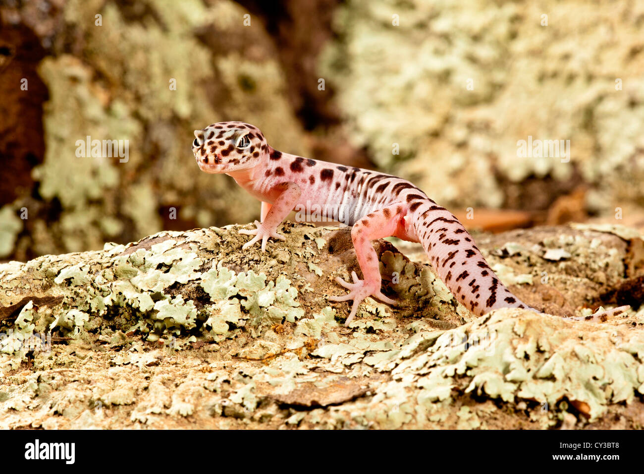 Nastrare Gecko Coleonyx variegatus, Sud Est Arizona Foto Stock