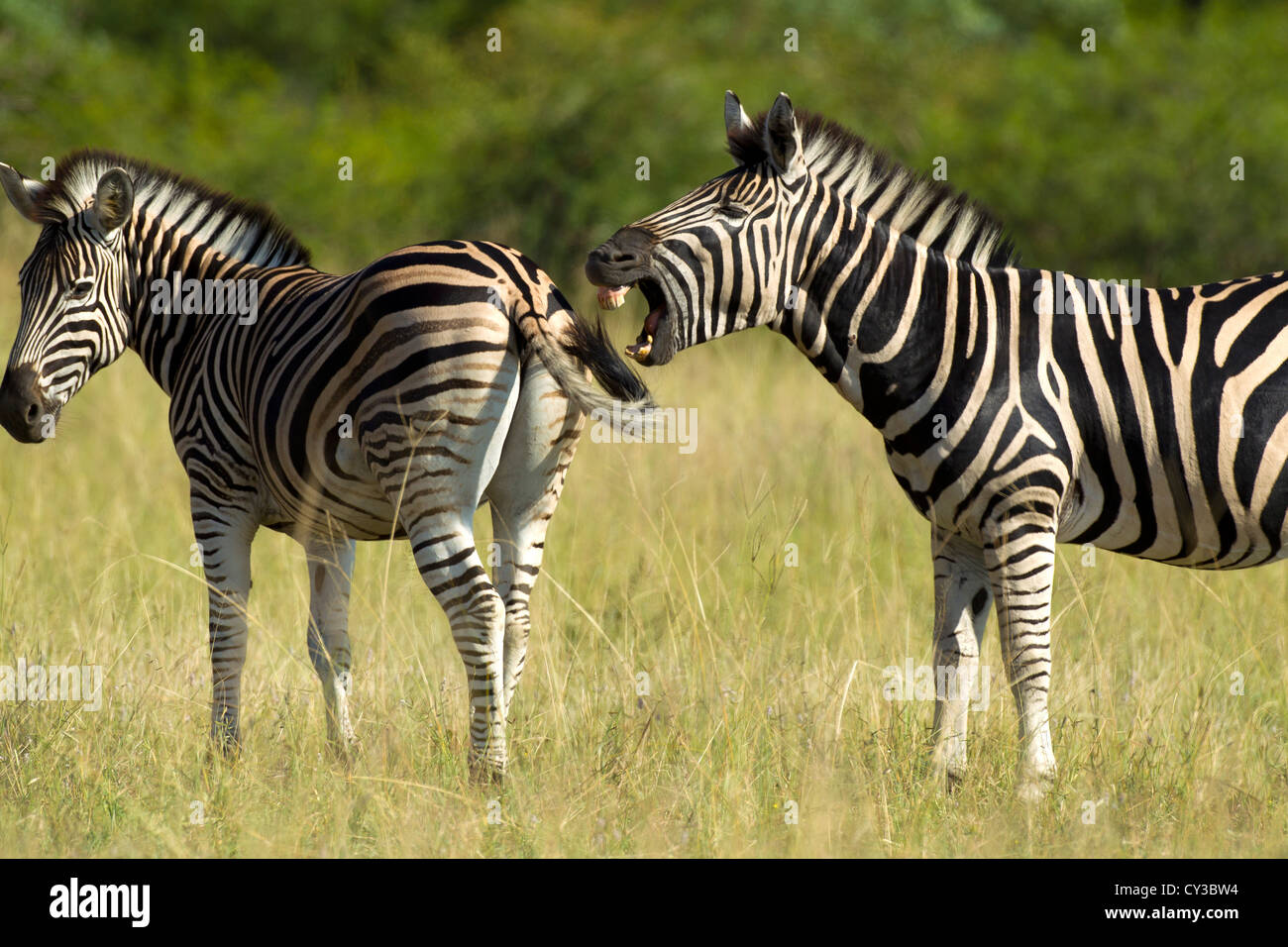 Una zebra "RIDERE" Foto Stock