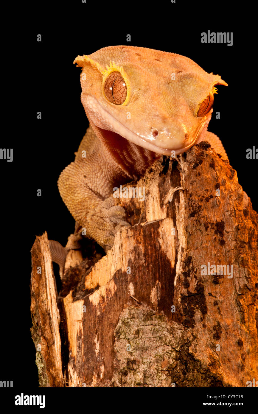 Crested Geco Rhacodactylus ciliatus, nativo di Nuova Caledonia Foto Stock