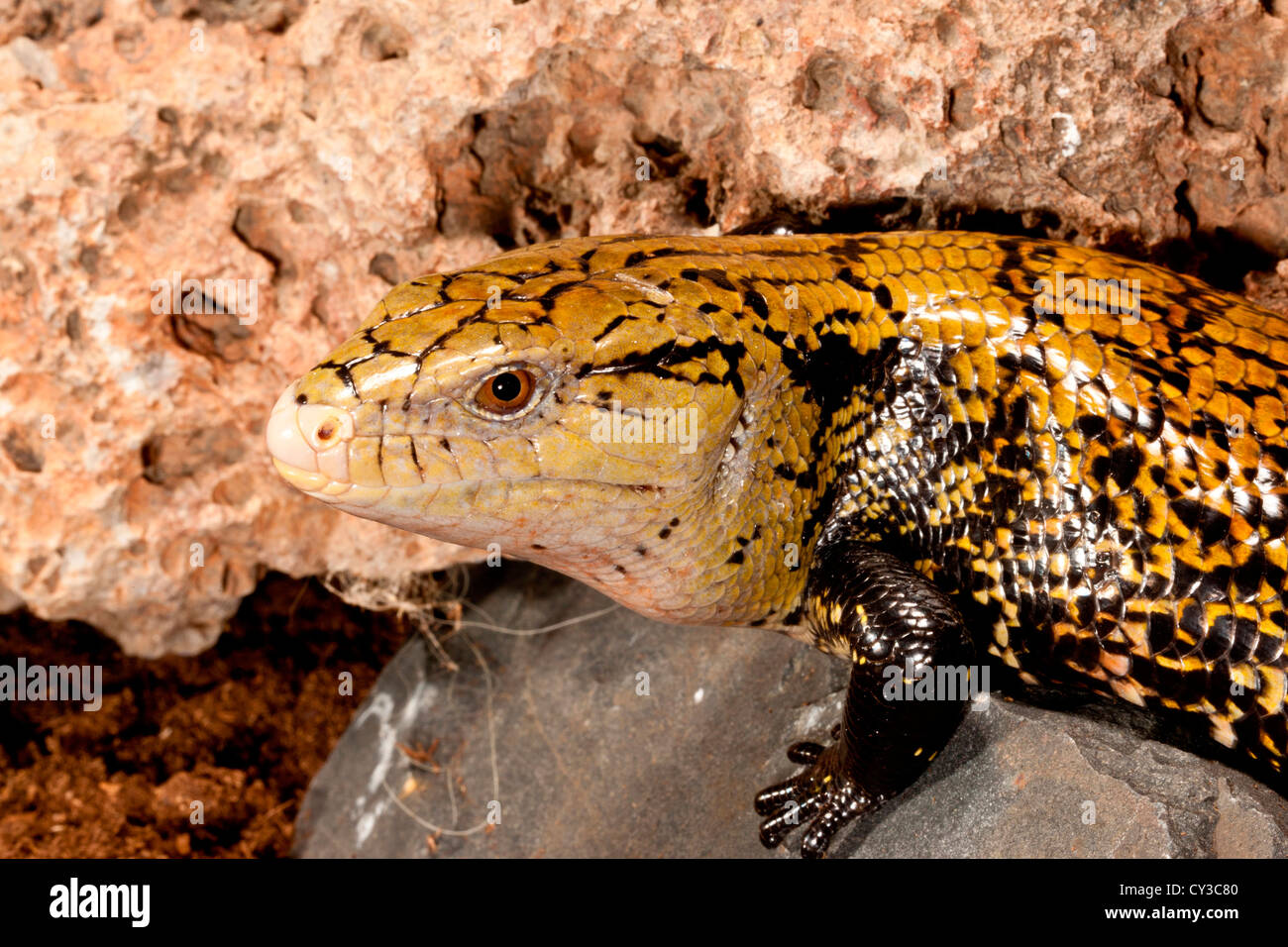 Irian Jaya Blue tongue Skink, Tiliqua scincoides, nativo di Irian Jaya Foto Stock