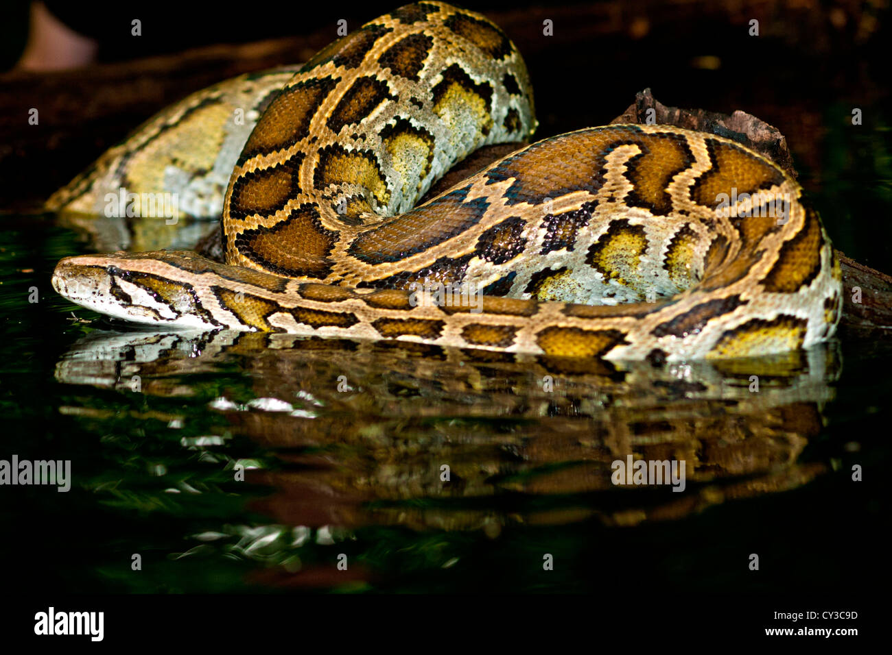 Birmano, Python Python molurus bivittatus, originarie della Cina e della Malaysia Foto Stock
