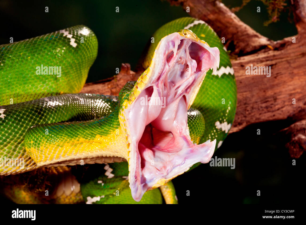 Emerald Tree Boa, Corallus caninus, nativo di Sud America settentrionale. Habitat: Foresta Pluviale Tropicale Foto Stock