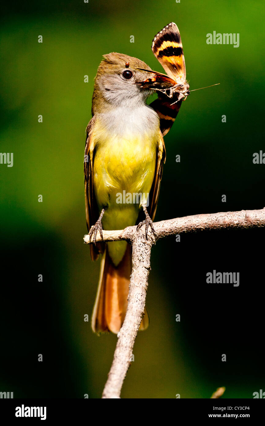 Grande Crested Flycatcher Myiarchus crinitus Pennsylvania centrale Habitat: bosco di latifoglie e campi Foto Stock