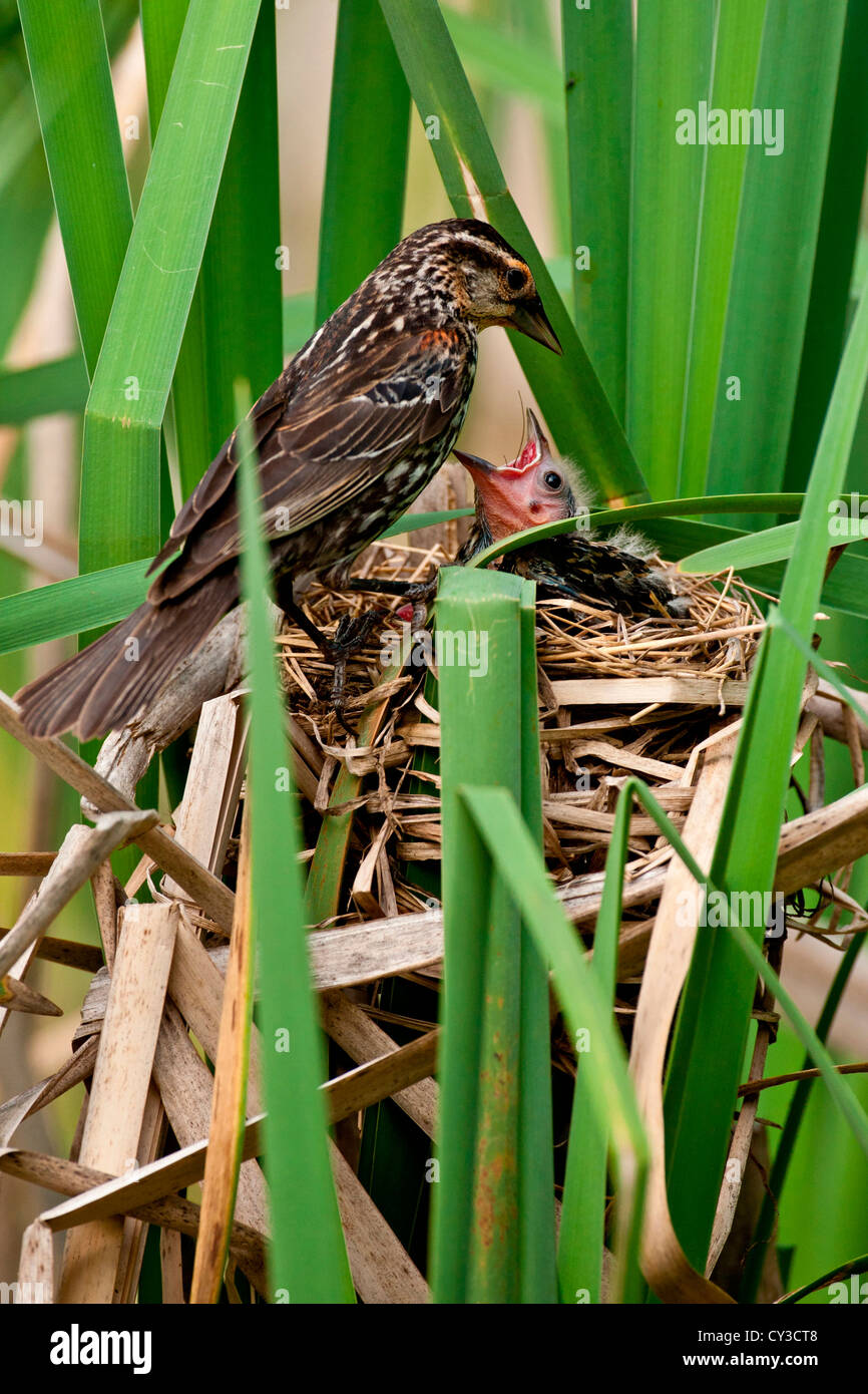 Ala Rossa Black Bird alimentazione dei giovani Agelaius phoeniceus Pennsylvania centrale Habitat: paludi e campi Foto Stock
