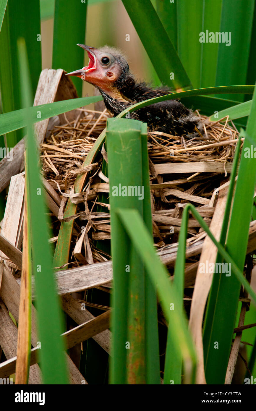 Ala Rossa Black Bird alimentazione dei giovani Agelaius phoeniceus Pennsylvania centrale Habitat: paludi e campi Foto Stock