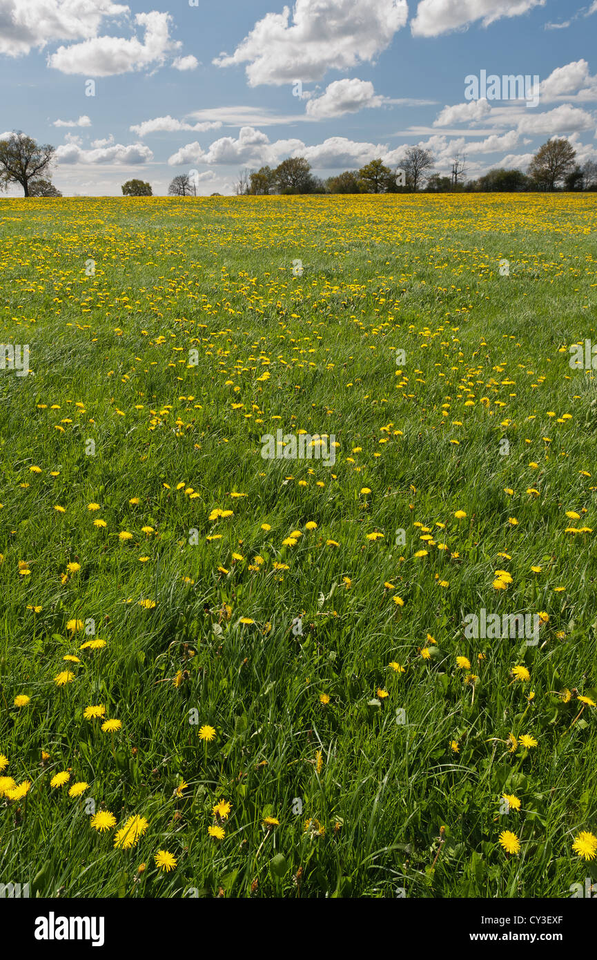 Display soleggiata nel prato di fiori di tarassaco in contrasto con prato selvatico che devono essere raccolte per fieno in tarda estate pascoli Foto Stock