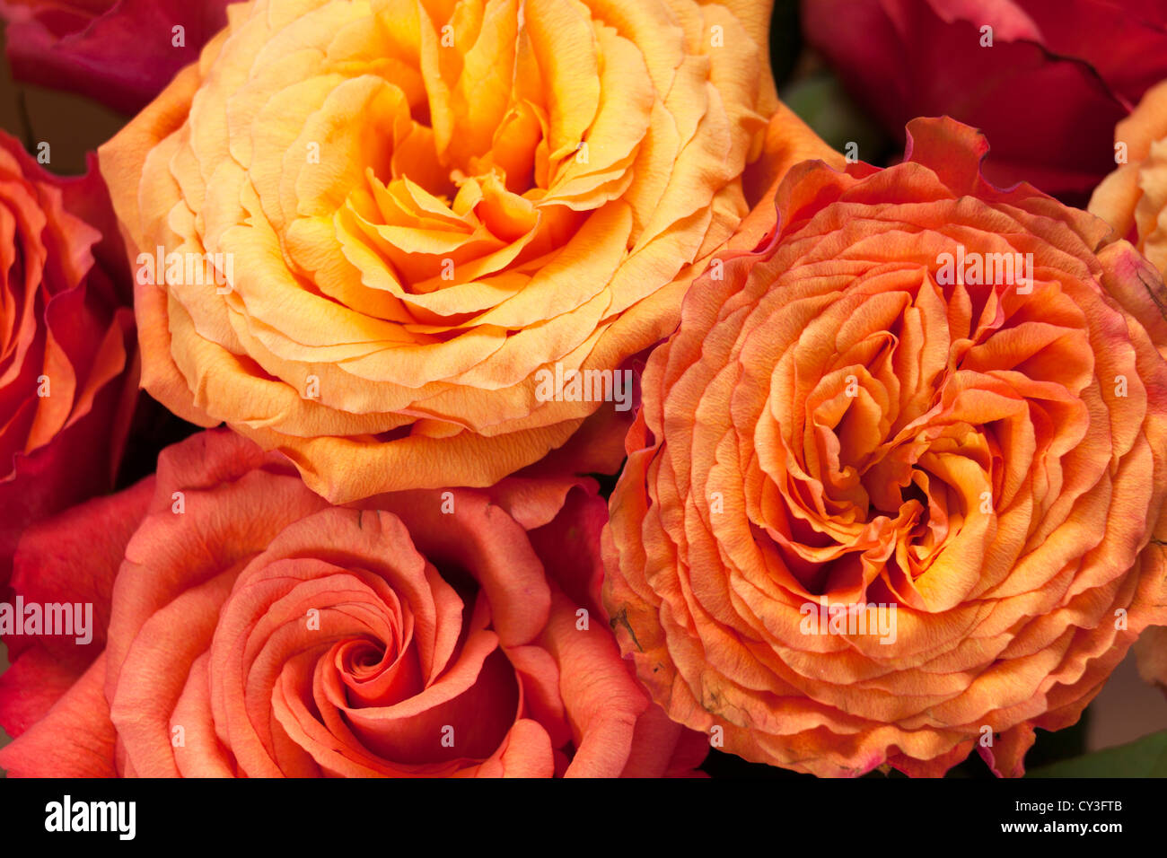 Vicino la testa sulla vista di rosa / arancio / giallo hybrid tea rose Foto Stock